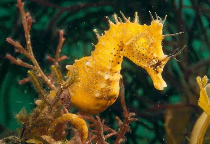 «Морской конек»